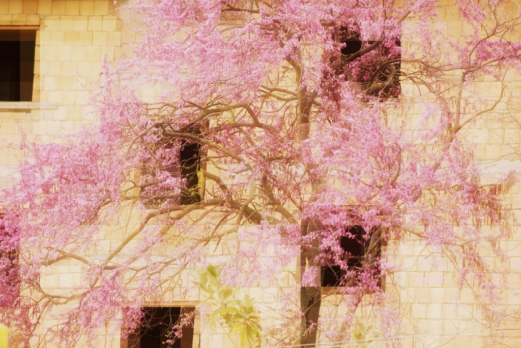 0762. Judas tree in the Spring by grecik