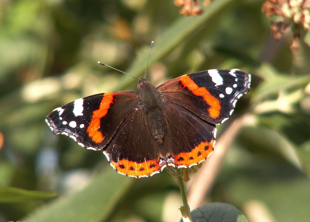 Red Admiral sunning itself by Adrian Allain