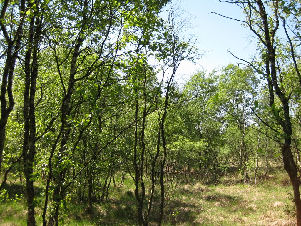 Bokel - Naturerlebnis "Großes Moor" / Moorwald by Robert-68