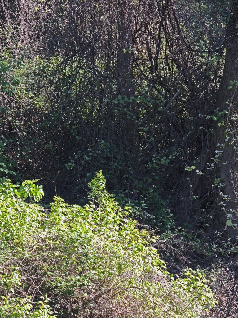 Vines, Vines, Everywhere by Steve Schmorleitz, NationalParkLover.com