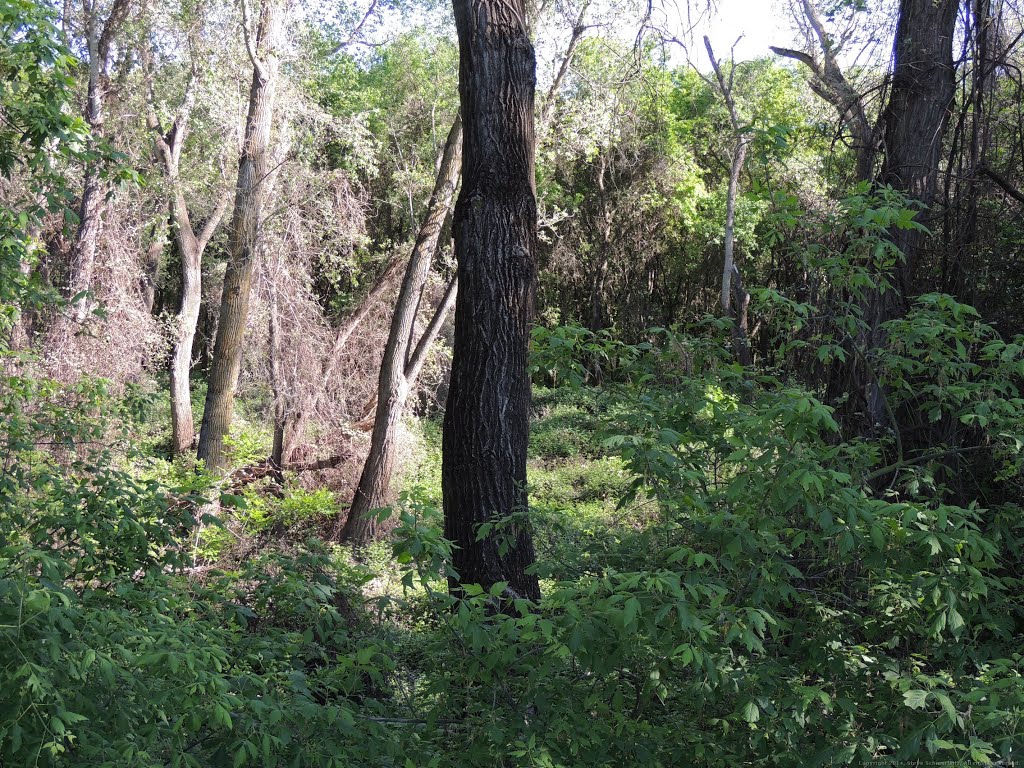 Forest between Steelhead Creek & Garden Hwy by Steve Schmorleitz, NationalParkLover.com