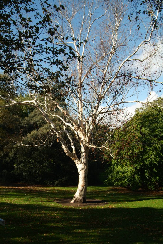 Botanical Gardens Edinburgh by Derek Haden