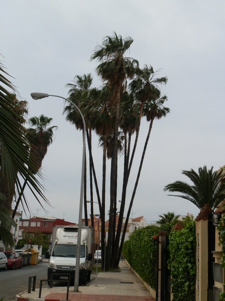 Arecaceae, Washingtonia robusta, Málaga, Calle Ángel Guimerá, 19-04-2014. 1 by Luis Sarasola Luna