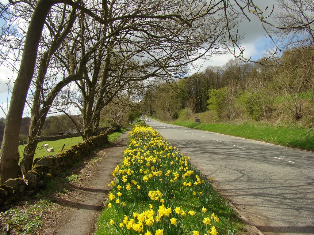 Roadside Daffodils on the B6521 Main Road near Grindleford 1, S32 by six45ive