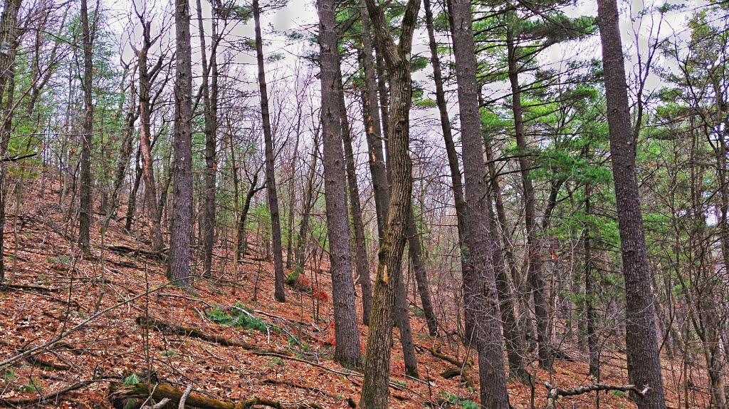 Putnam Park State Natural Area by Aaron Carlson