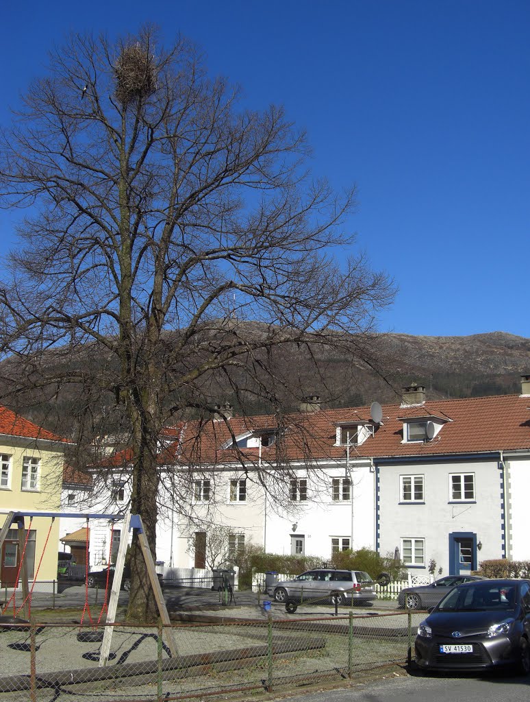 A BIG nest in a very big, tall, tree, sunny april 2014 by Mona Lygre