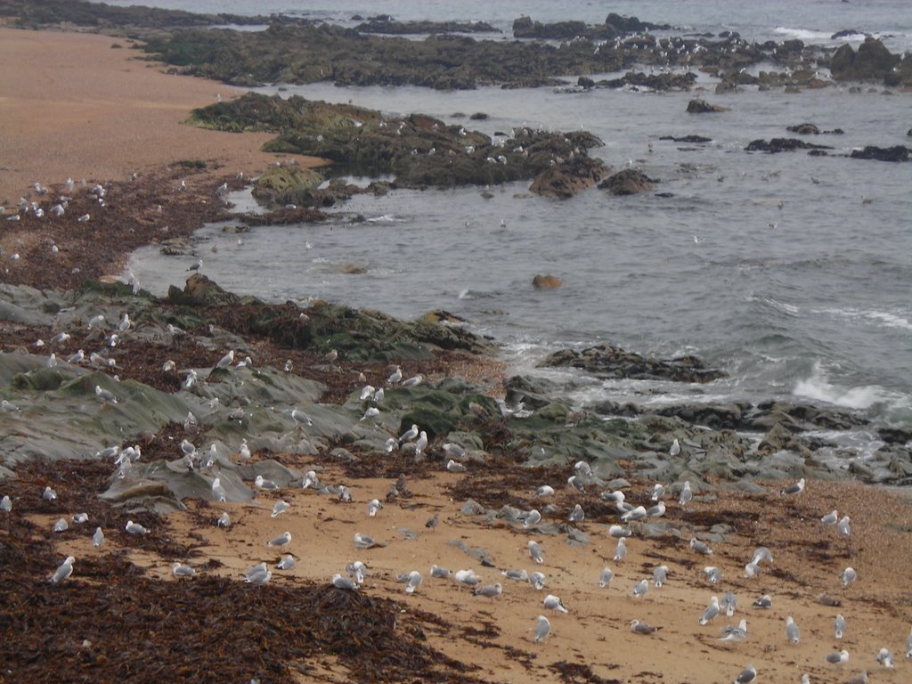 Oporto - Gaviotas by Abel_esp