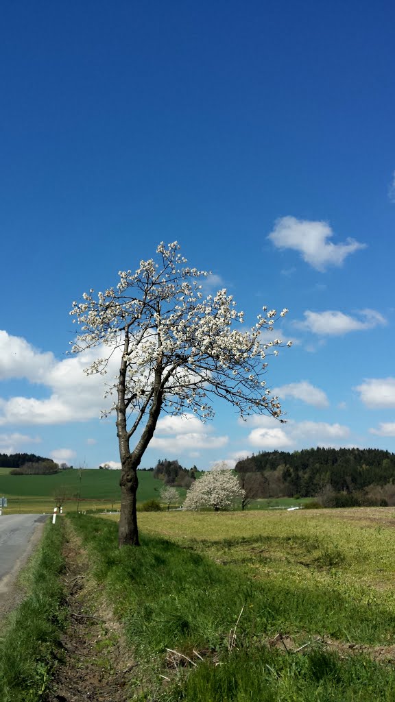 Na Zelený čtvrtek by Ivo Telec