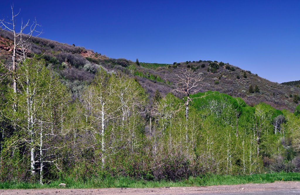 USA. UT. La Sal loop. Birches in spring. by ®mene