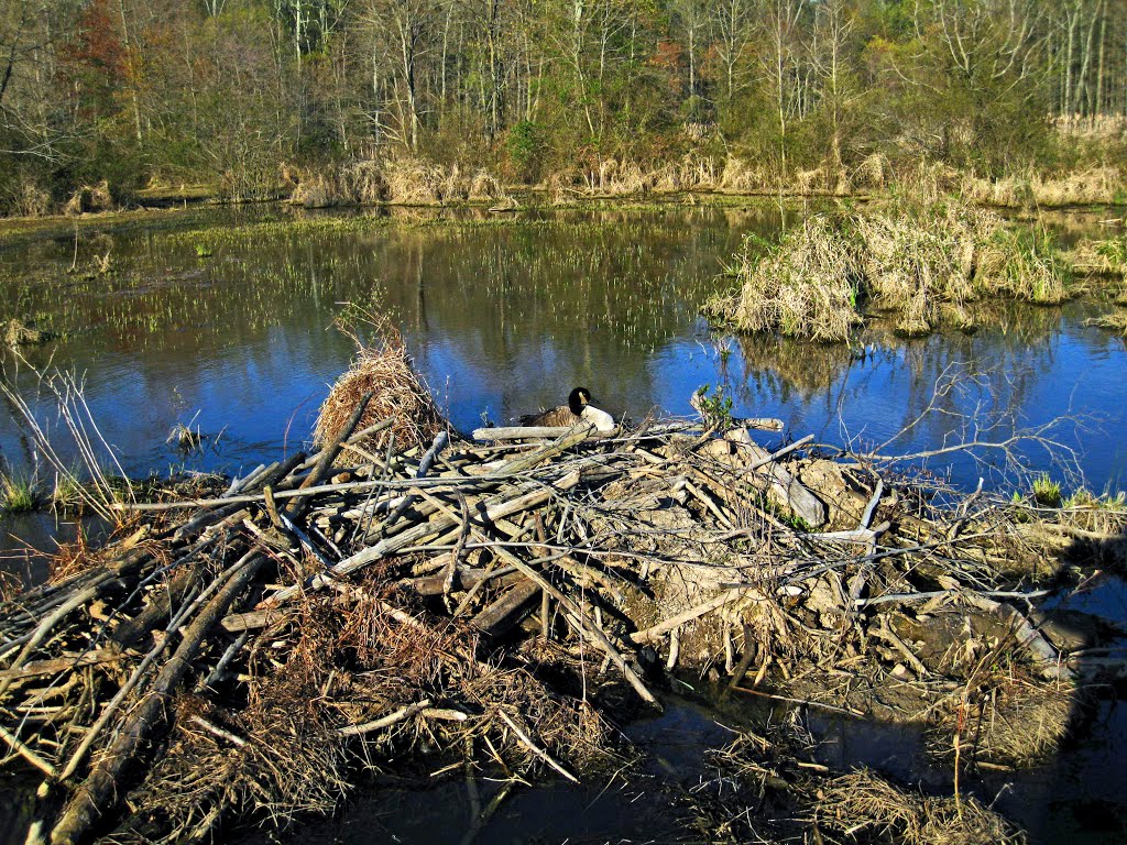 Mid April nesting, Branta canadensis by johnmewing