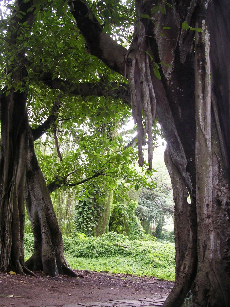 Havana, Cuba, Forrest by LuisMoro