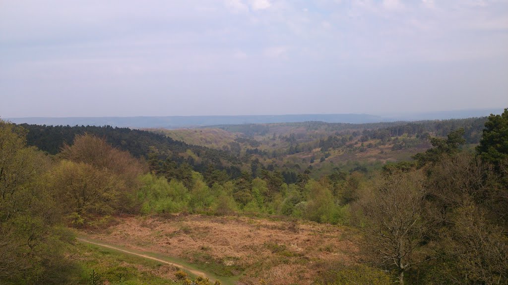 Leith Hill, Dorking, Surrey, UK by Michael Boks