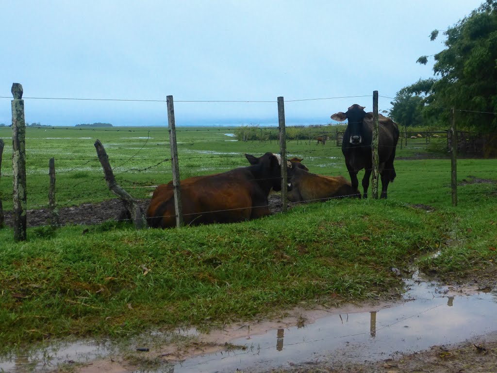 Descansando un dia de lluvia (jfe) by jfe