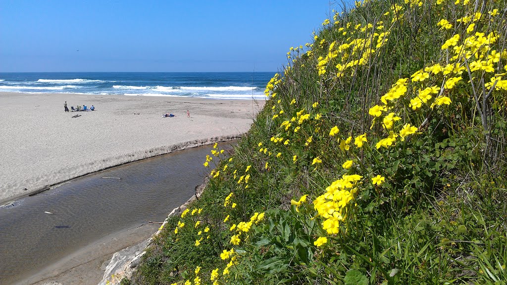 Spring Flowers at the Beach by wolfie52