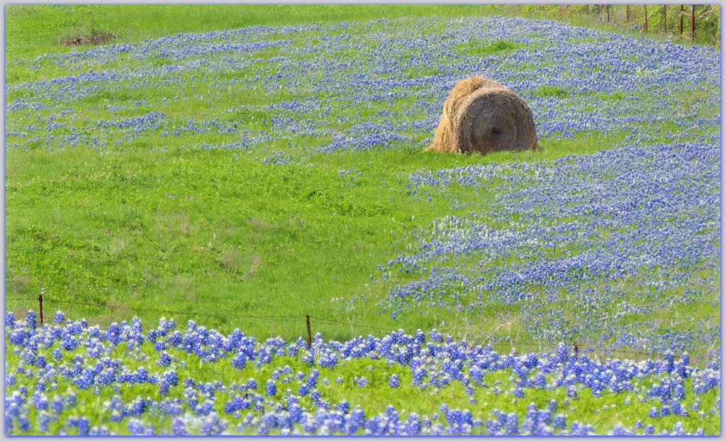 *Hay..* by Henry Scoggin