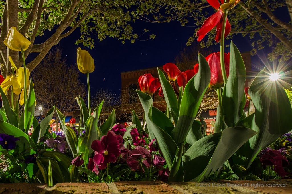 Downtown Tulips by David Brown Photography