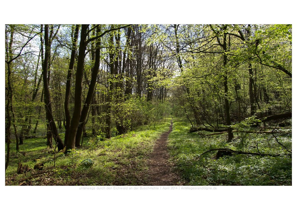 Auf dem Weg durch das Naturschutzgebiet Eichwald, an der Buschmühle | Der Eichwald gilt als größter geschlossener Auwald von Brandenburg und besteht zum größten Teil aus Eichen, teilweise mehrere hundert Jahre alt | geprägt wird diese Landschaft durch zahlreiche Sumpfgebiete, Fließe und Entwässerungskanäle | Bereits ein geringer Anstieg der Oder flutet große Teile des Eichwalds und angrenzender Oderwiesen. by AmWegesrand