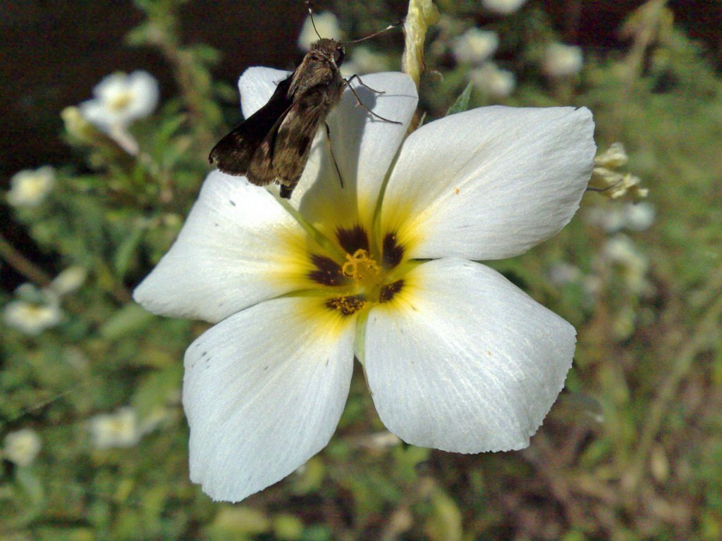 Pequena flor tipica by joseverde76