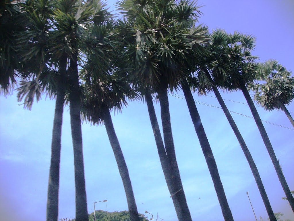 விட்டுவைக்கப்பட்ட பனைகள்! Palms not yet axed! in 2011! Kaliyamman Koil Road near Koyambedu Market - Chennai 2576 by dhanasekarangm