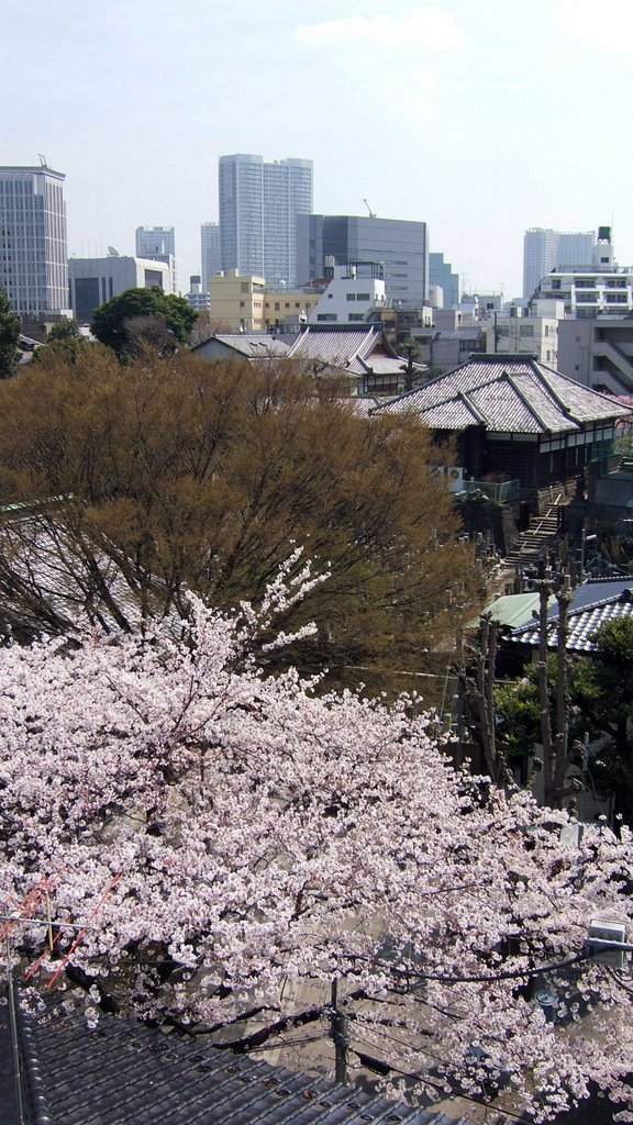 Mita, Minato-ku Cherry tree of GYORANJI-Temple. by 7l1ksv