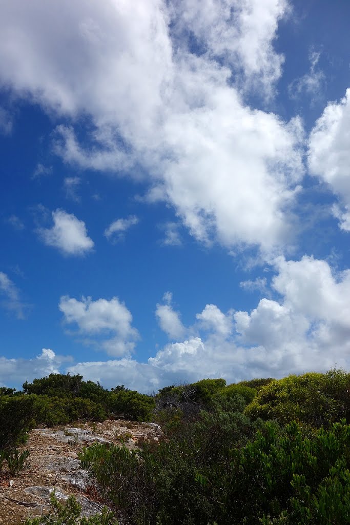 Bush at Parsons Beach car park by TheDoc-AUS