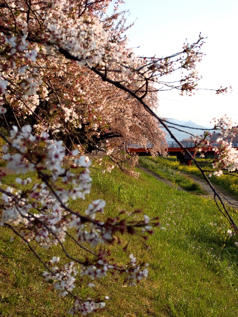 佐奈川堤の桜 by 28dw