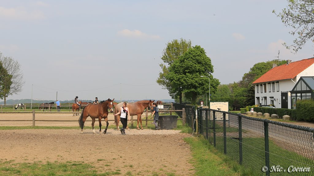 Manege - De Blauwe Steen - - Wijnandsrade by nic.coenen