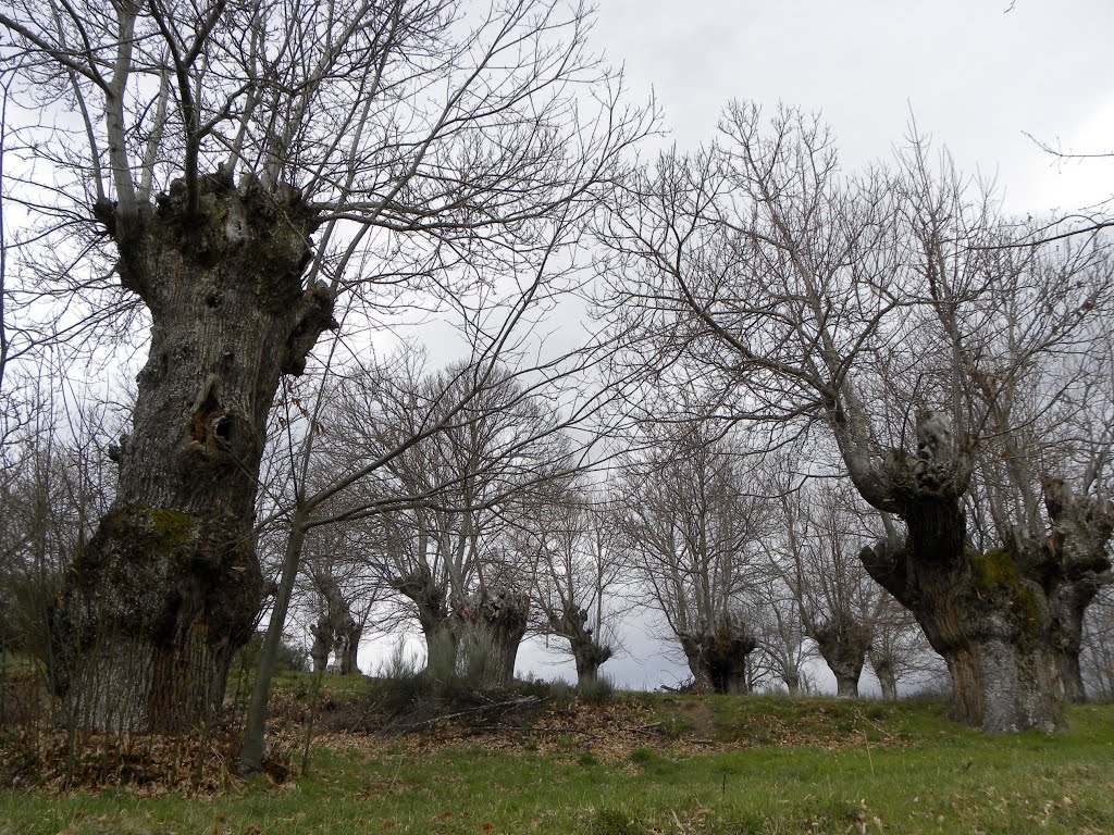 Souto en Placín by jesussimon