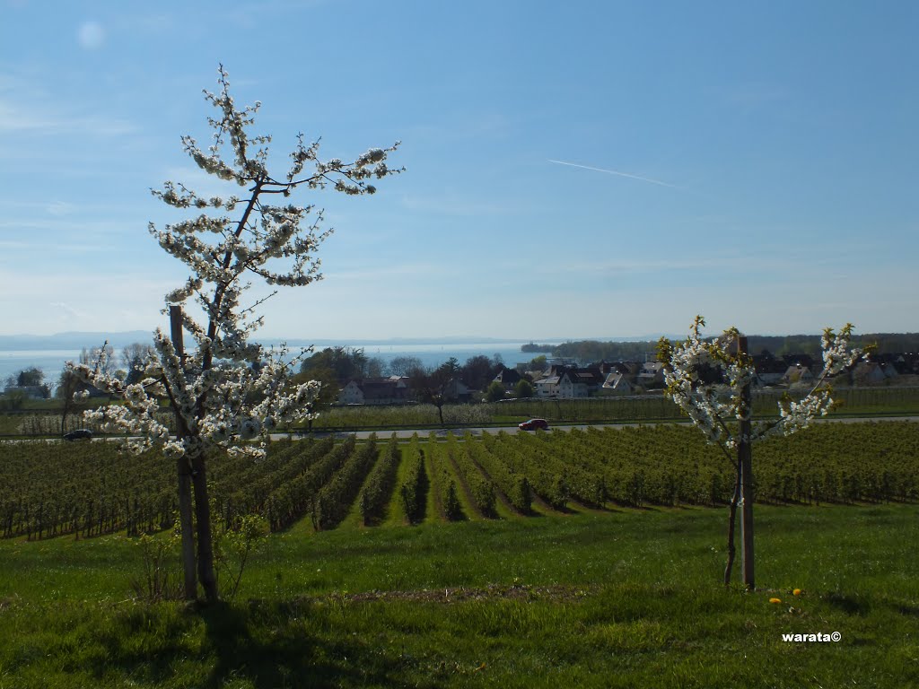 Retterschen (i) – Gemeinde Kressbronn am Bodensee in Oberschwaben > Frühling -Obstbaumblüte by warata