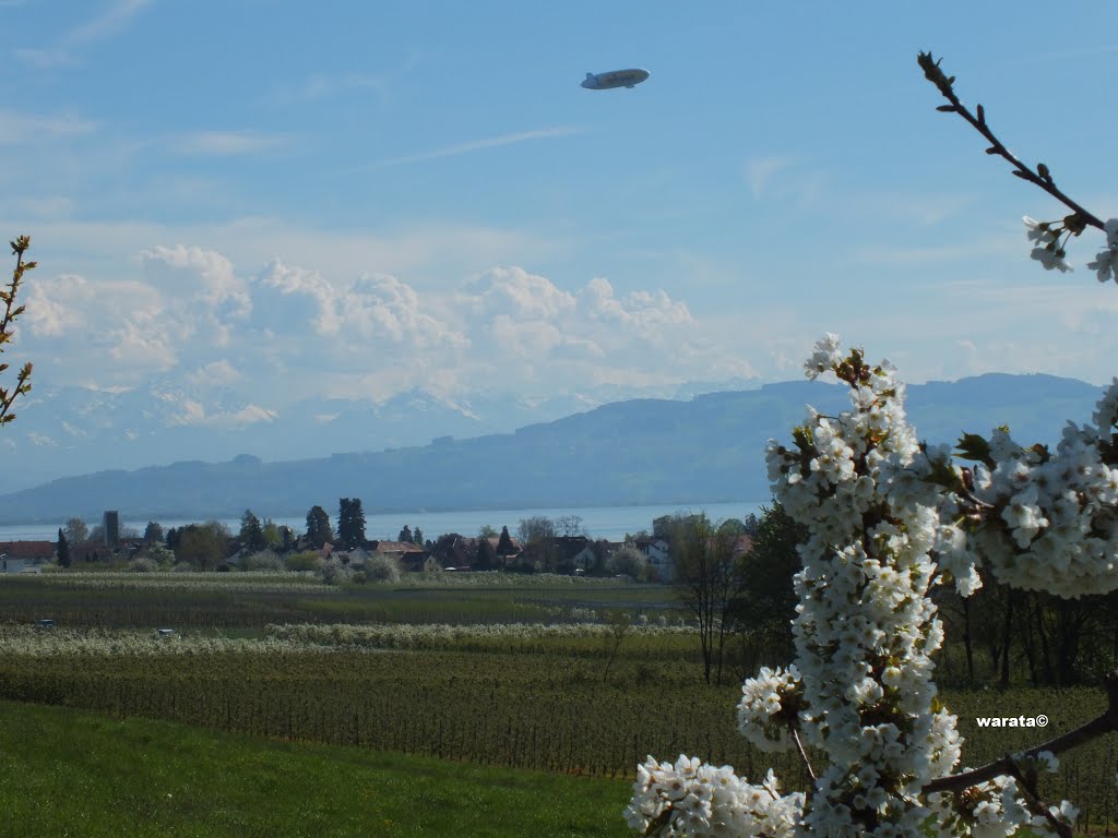 Retterschen (i) – Gemeinde Kressbronn am Bodensee in Oberschwaben > Frühling -Obstbaumblüte by warata