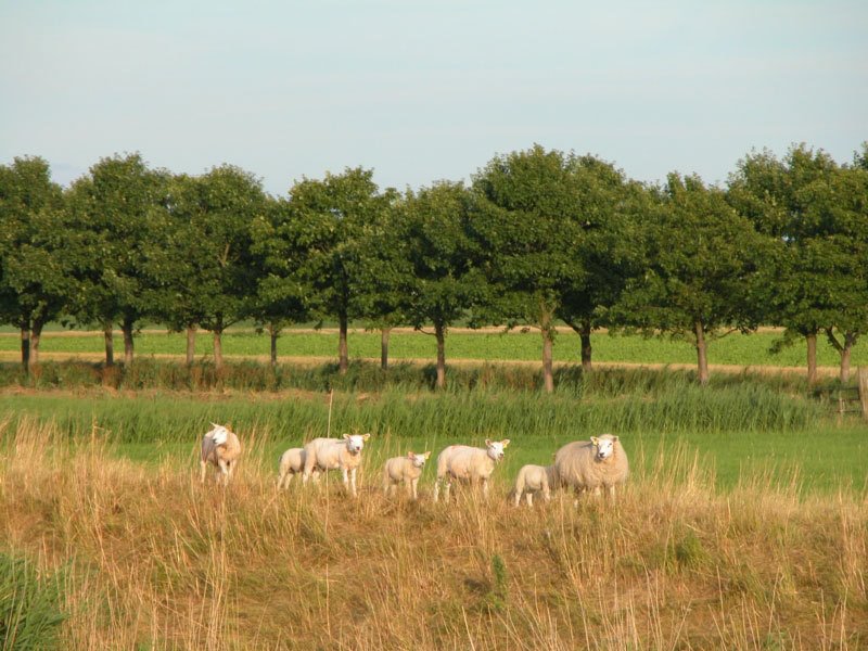 Wieringermeer by H Jasper