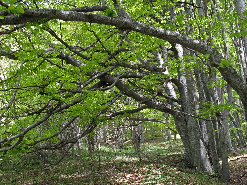 Beech forest. Буковый лес by abertan