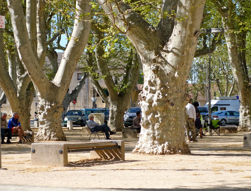 Les platanes de Vinon sur Verdon 19.04.2014 by Jean-Luc.