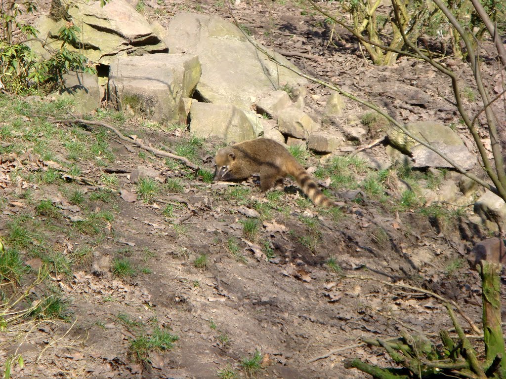 Burgers' Zoo - Dierenpark - Rode Neusberen by Ron Bleeker