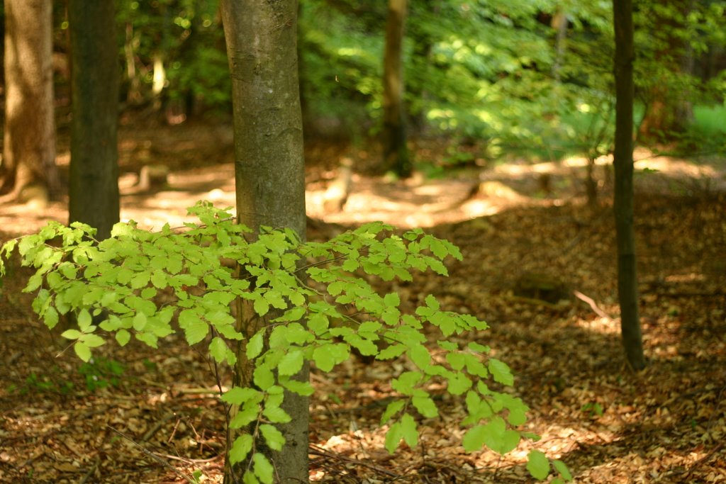 Green Denmark, Langesø 2 by Bjørn Langkilde