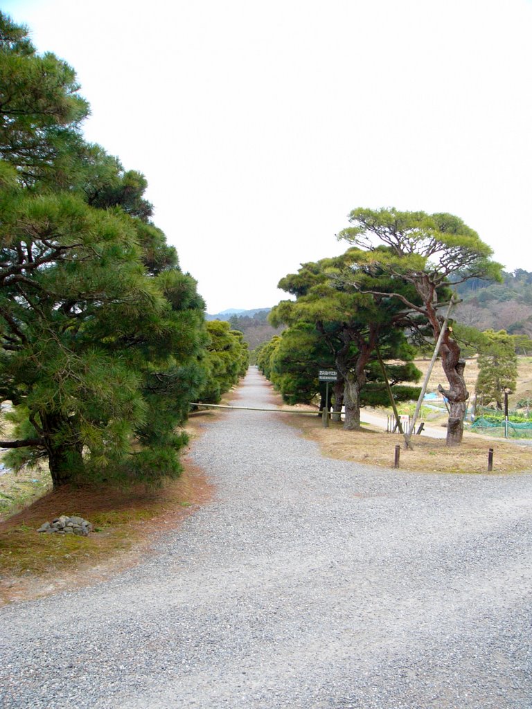 Pine-aisle at the middle-villa by hyuk jong