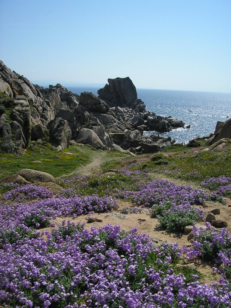 Rocce di Capo Testa in primavera by Angelo Mele