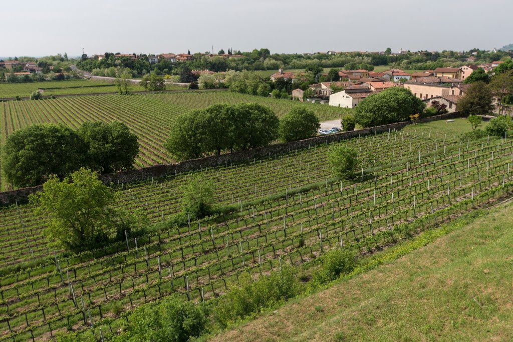 Bornato, i vigneti del Castello - Brescia by Giannifmi