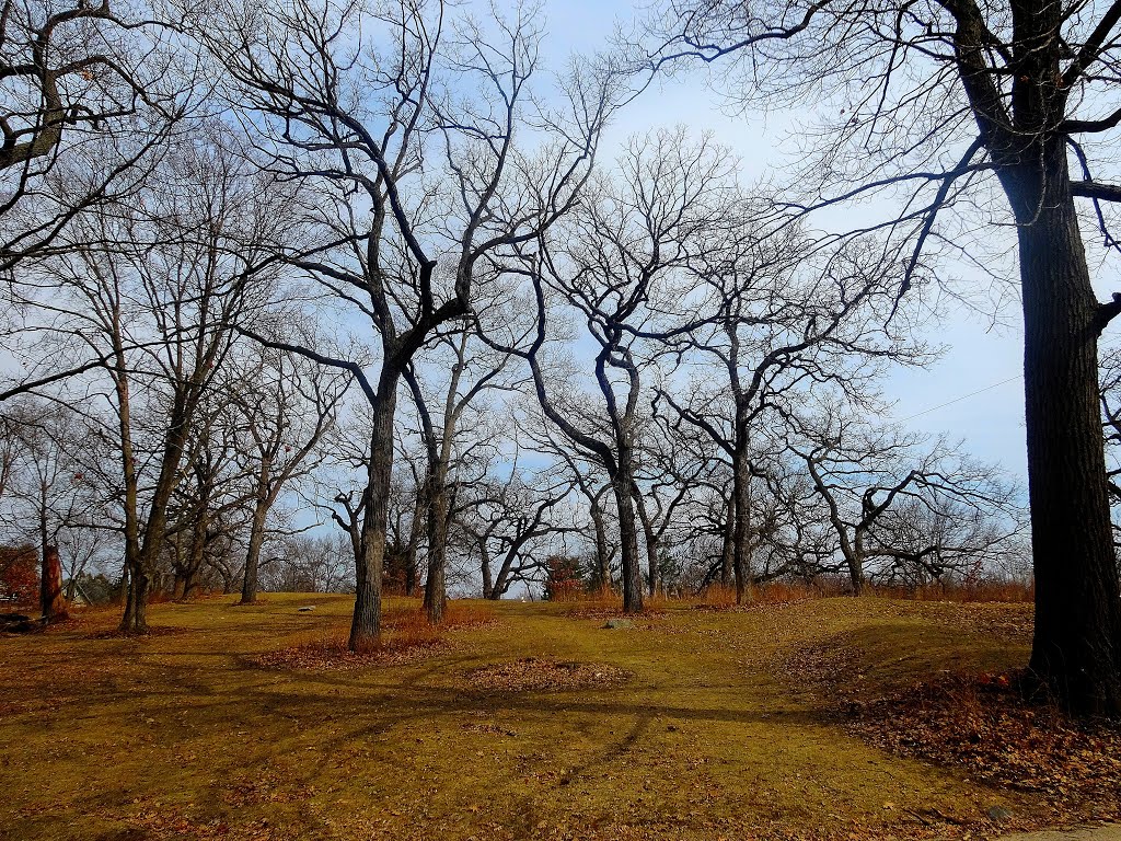 Vilas Circle Bear Effigy Mound and the Curtis Mounds by Corey Coyle