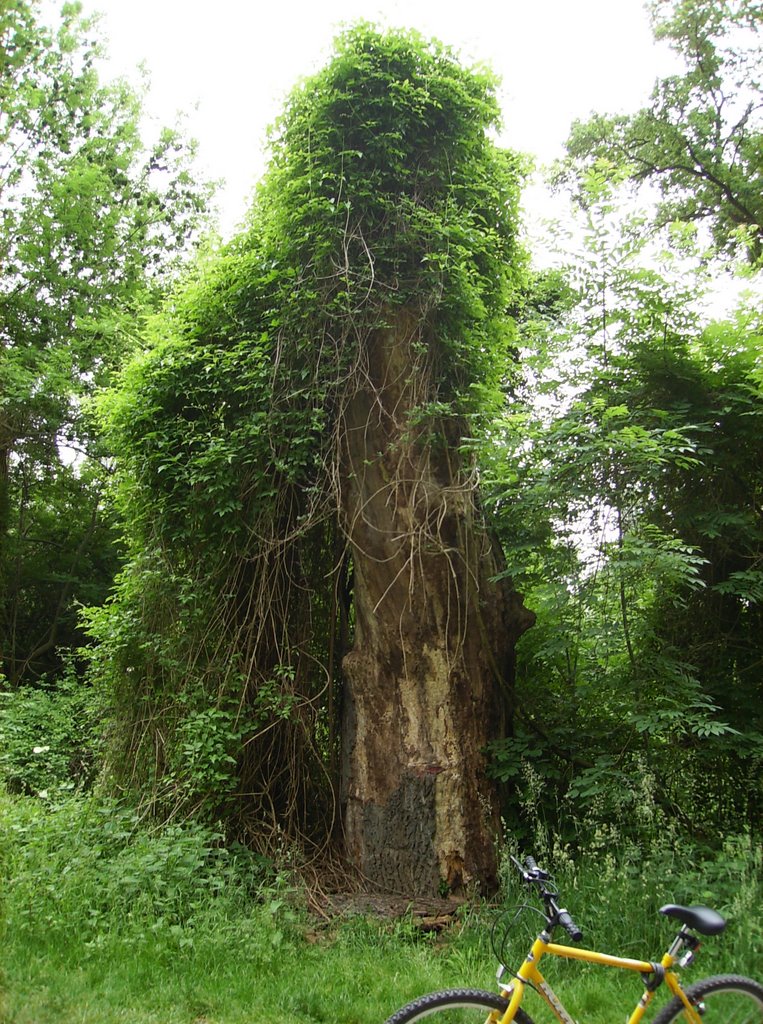 Large Tree in the Interior of Kukhopf by Alan_06