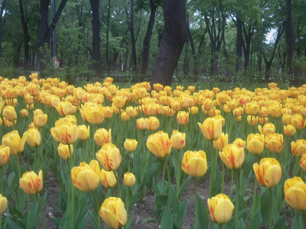 Si totusi bucurestiul nu e gri... primavara se coloreaza... by puca