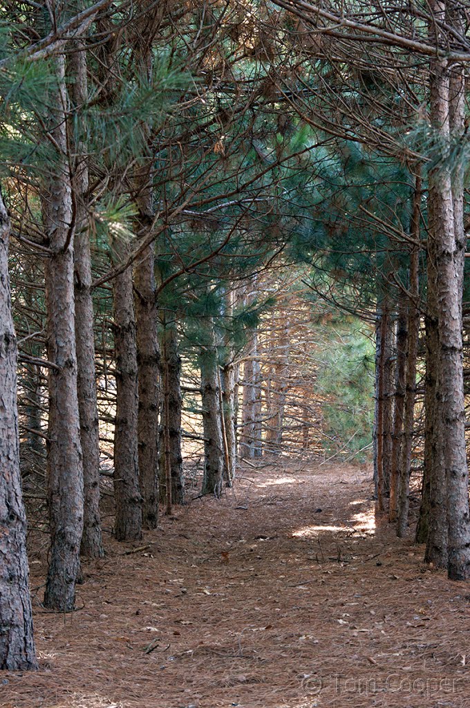 Path Through the Pines, North Woods Preserve, Andover, Minnesota by © Tom Cooper