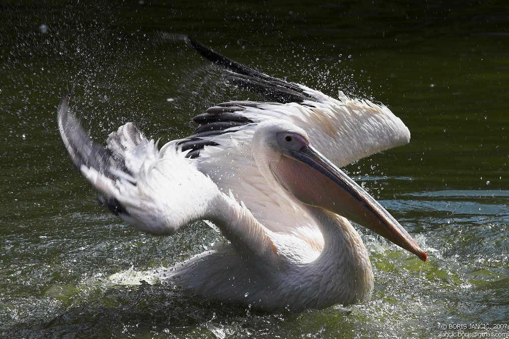 ZOO-Živalski vrt Ljubljana by Boris Jančič