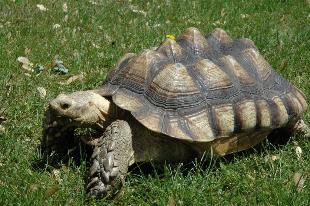 Speedy the Turtle - Close Up by Linda Groendyke