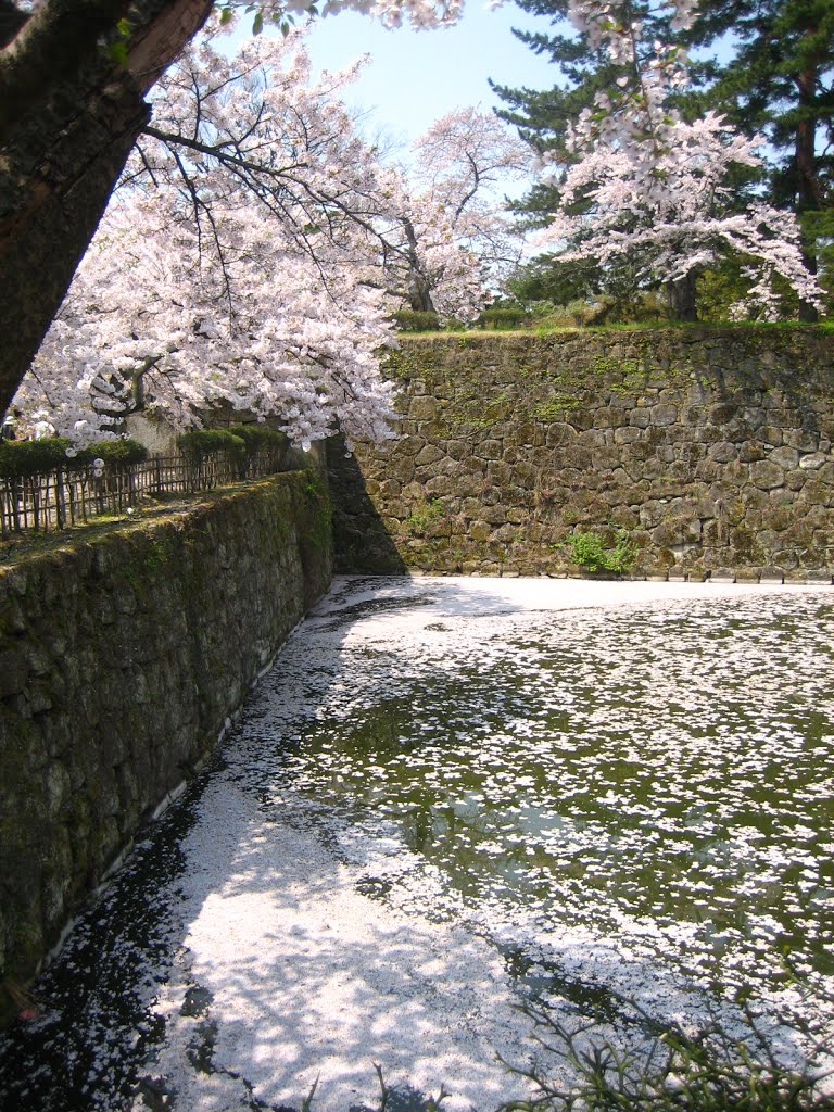 Pink floating in moat by addh Save Panoramio