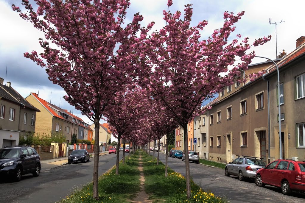 Ul. Vojanova, Brno - Židenice by Mí Brno