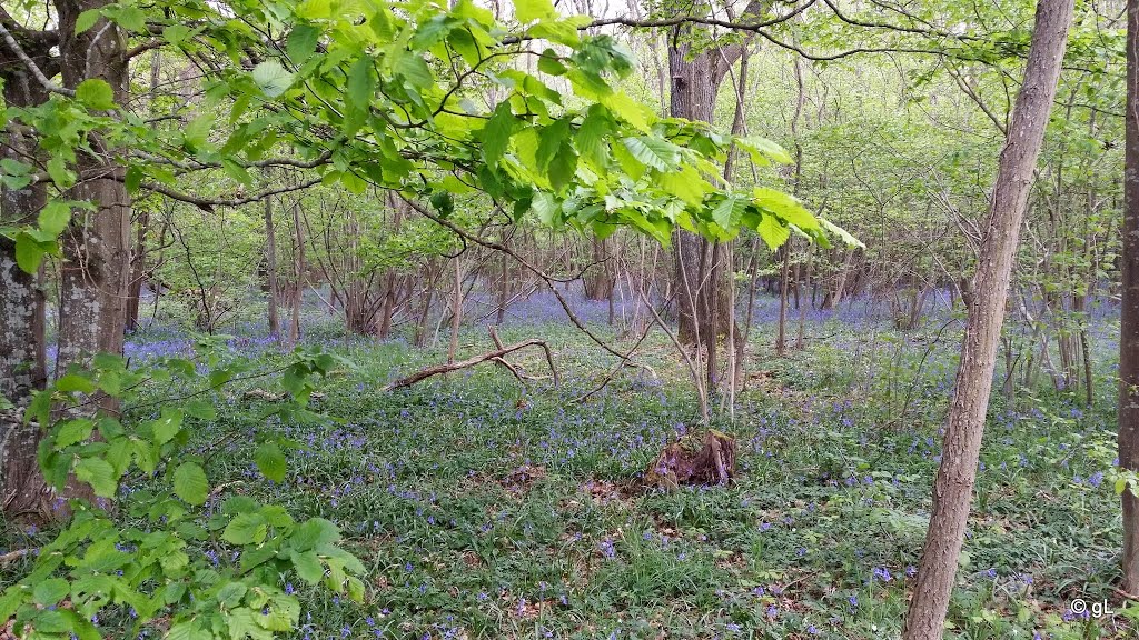 Changis sur Marne - parterre multicolore dans les bois de la Muette. by astrorail