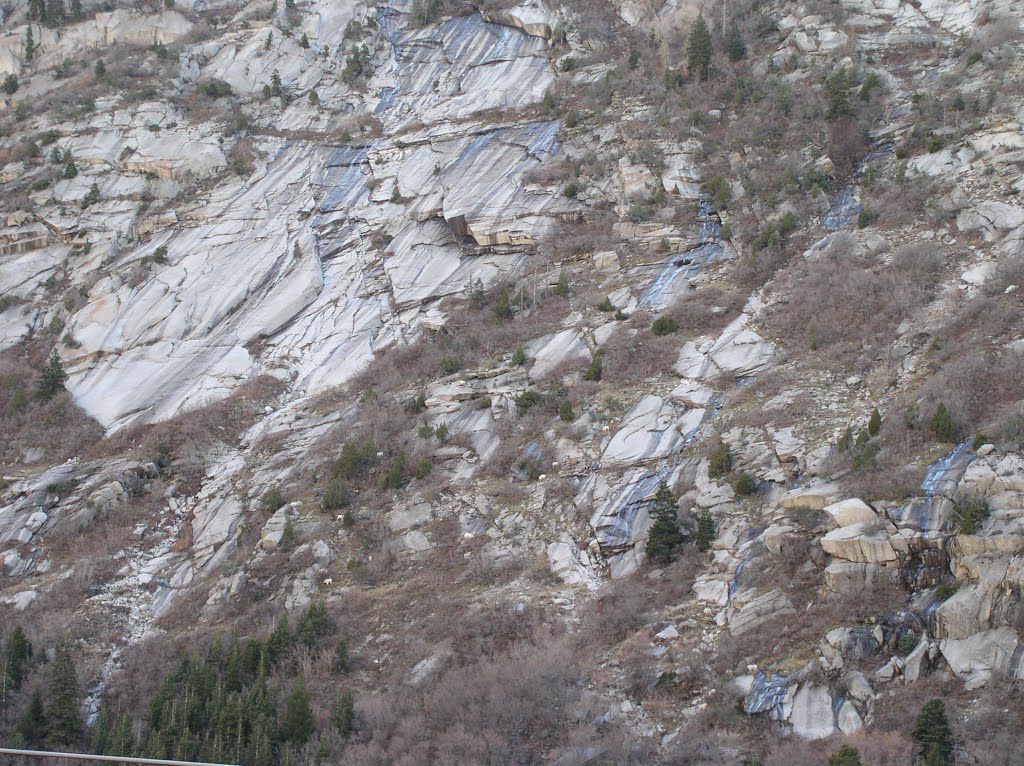 12 Mountain Goats in Little Cottonwood Canyon by todyoung