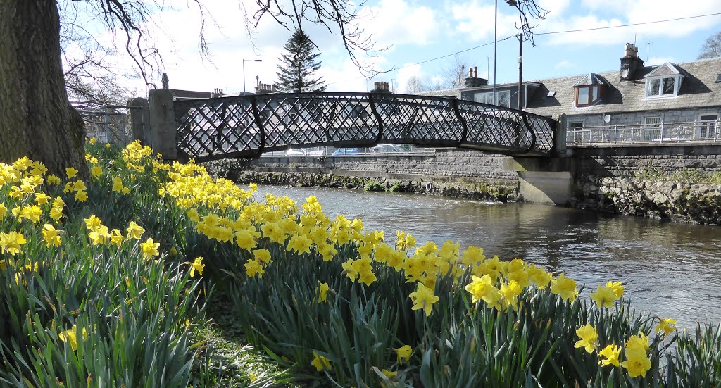 Daffiodills, John Street Bridge, Colliston Park by Keith D