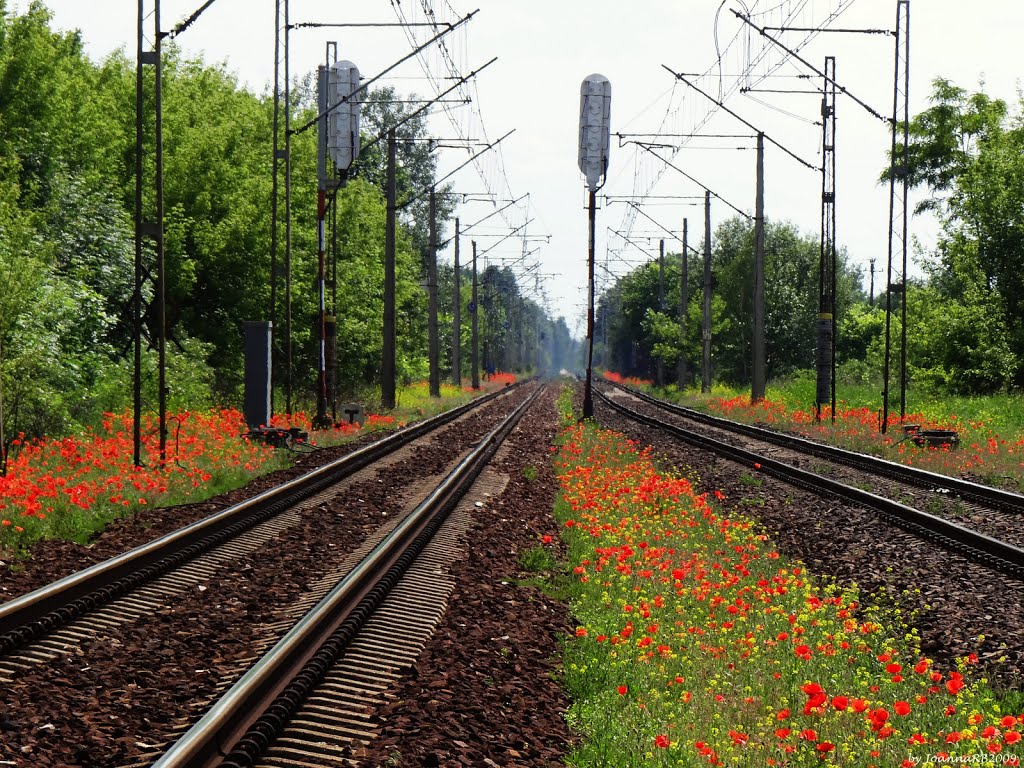 Poppies by JoannaR2014